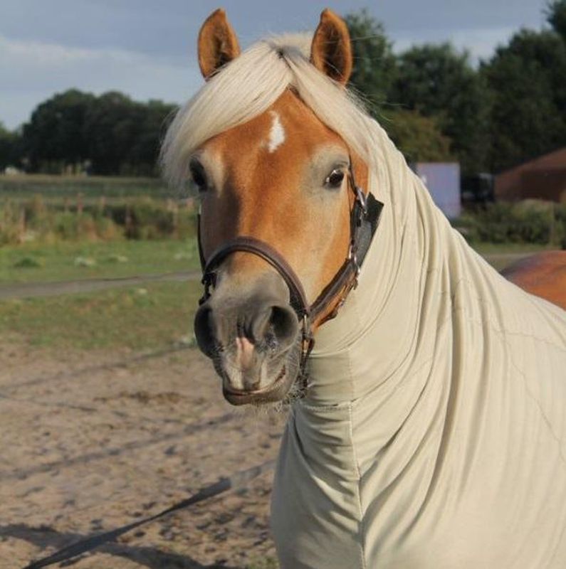 Snuggy Hoods Headless Anti-Itch Hood