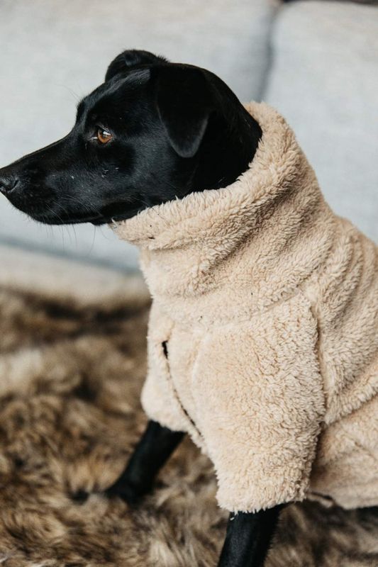Kentucky Dog Sweater Teddy Fleece