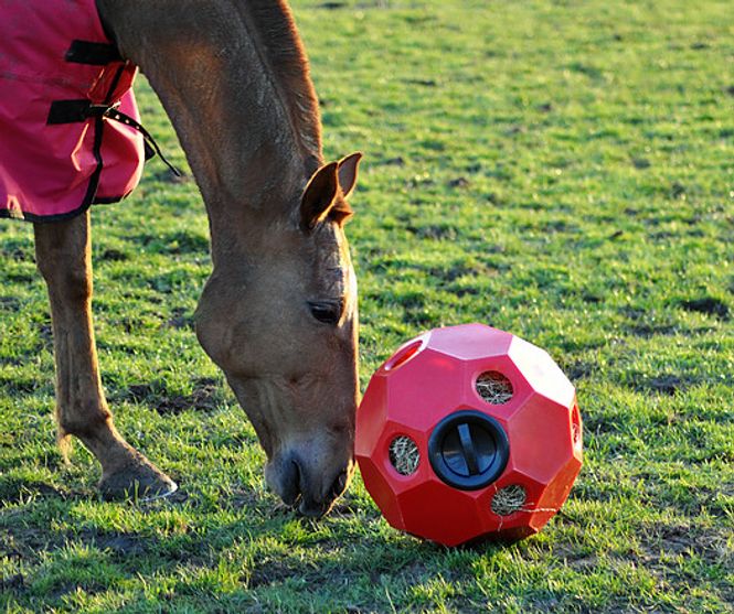 Hovedbilde Lokk til Hay Play