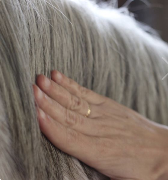 Nellumbo Sublime Mane Serum for Horses