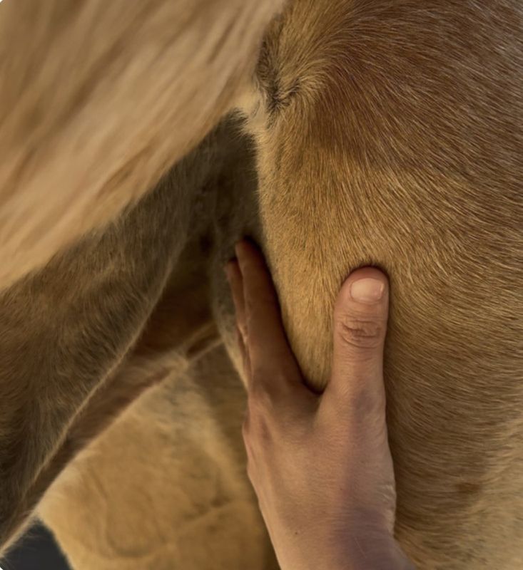 Nellumbo Summer Protection Serum for Horses 